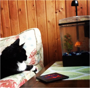 Trixy coexisting with my goldfish, Rajah.