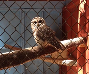 Barred Owl at The Raptor Trust