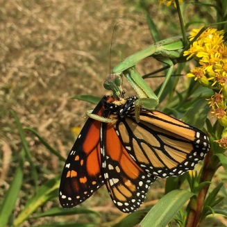 Praying Mantis munching on a Monarch butterfly